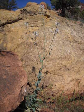 Image of Long Valley tumblemustard