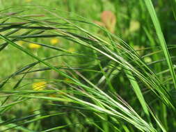 Image of Barren Brome