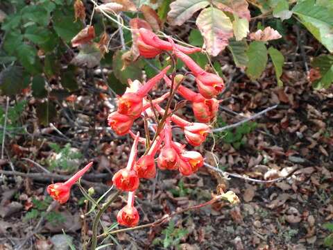 Image of scarlet larkspur