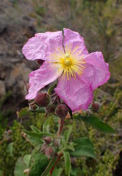 Image of Cistus symphytifolius Lam.