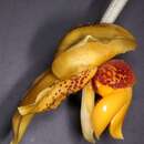 Image of Stanhopea connata Klotzsch