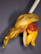 Image of Stanhopea connata Klotzsch