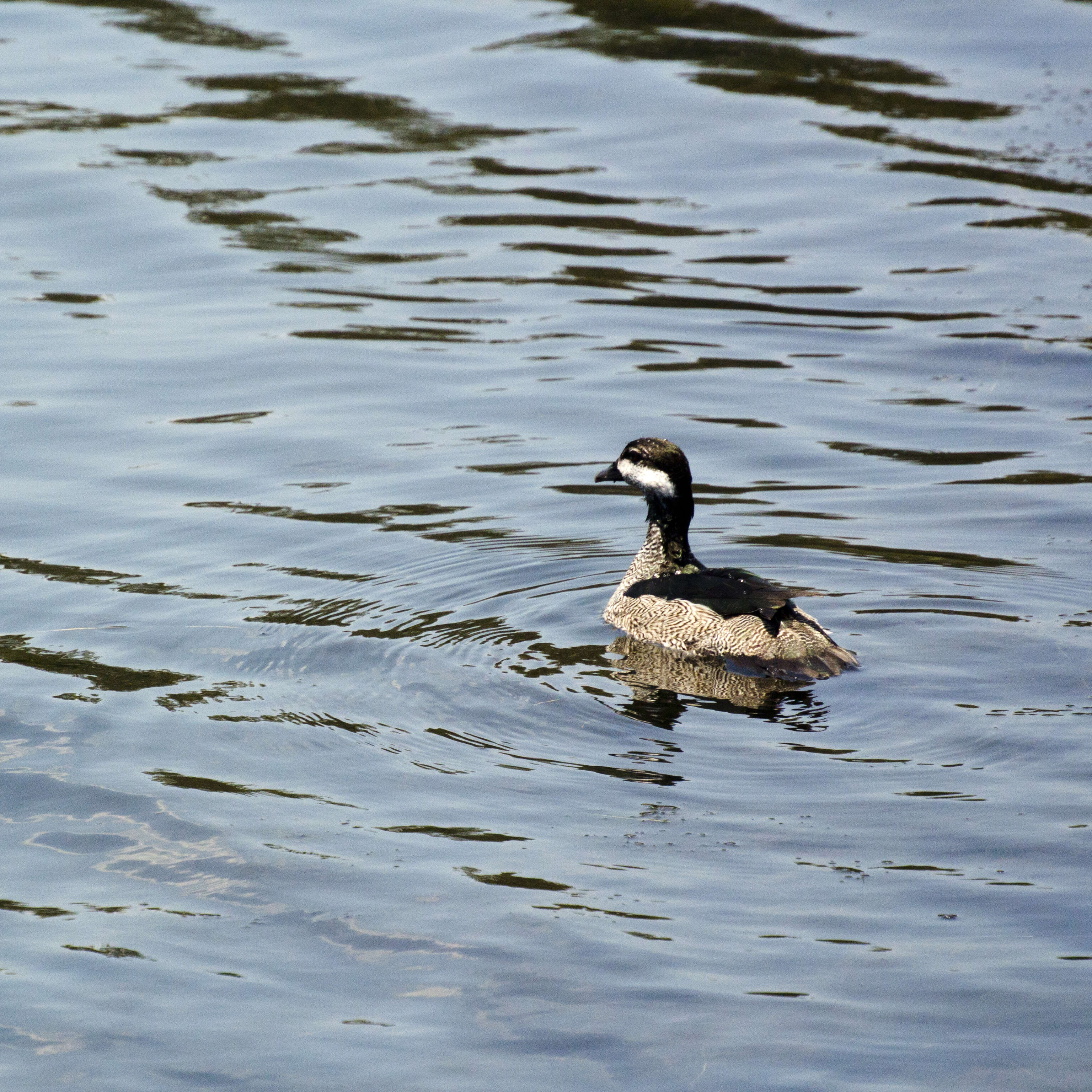 Image of Green Pygmy Goose