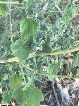 Image of pitseed goosefoot