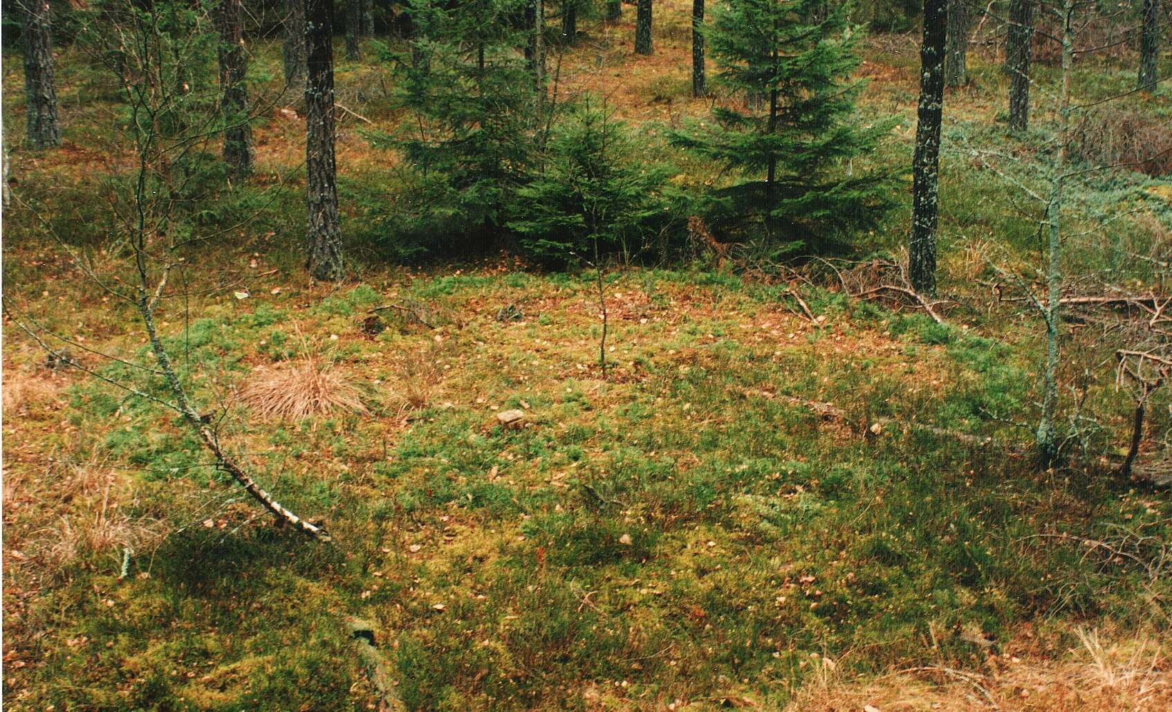 Image of complanate clubmoss