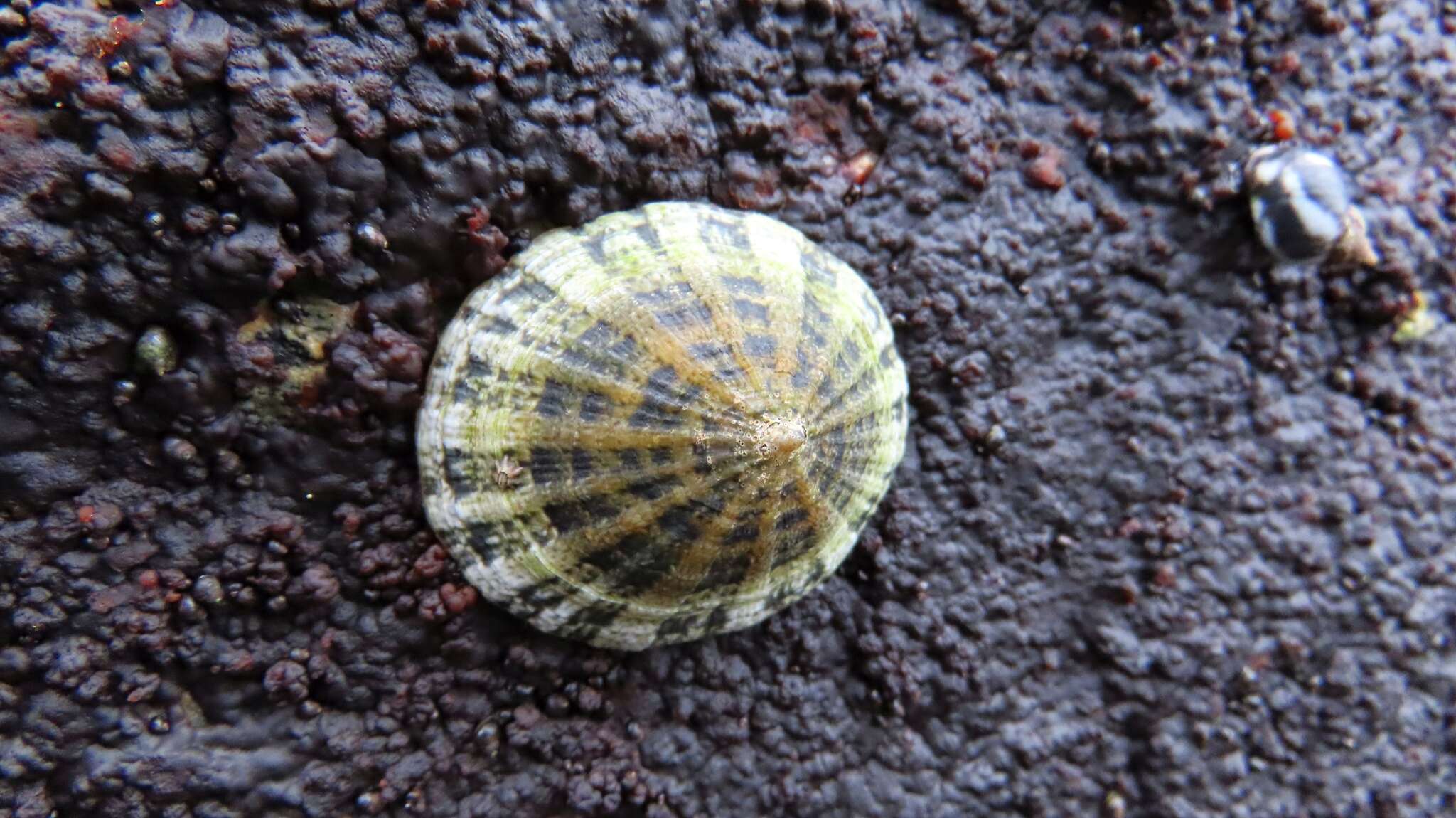 Image of Scurria viridula (Lamarck 1819)