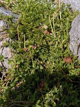 Imagem de Trifolium pallescens Schreb.