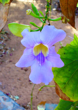 Image of Bengal clock vine