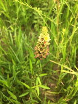 Image of Shrubby Primrose-Willow