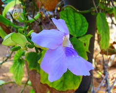 Image of Bengal clock vine