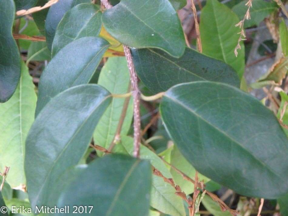 Plancia ëd Heteropterys purpurea (L.) Kunth