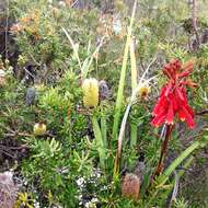 Imagem de Banksia marginata Cav.