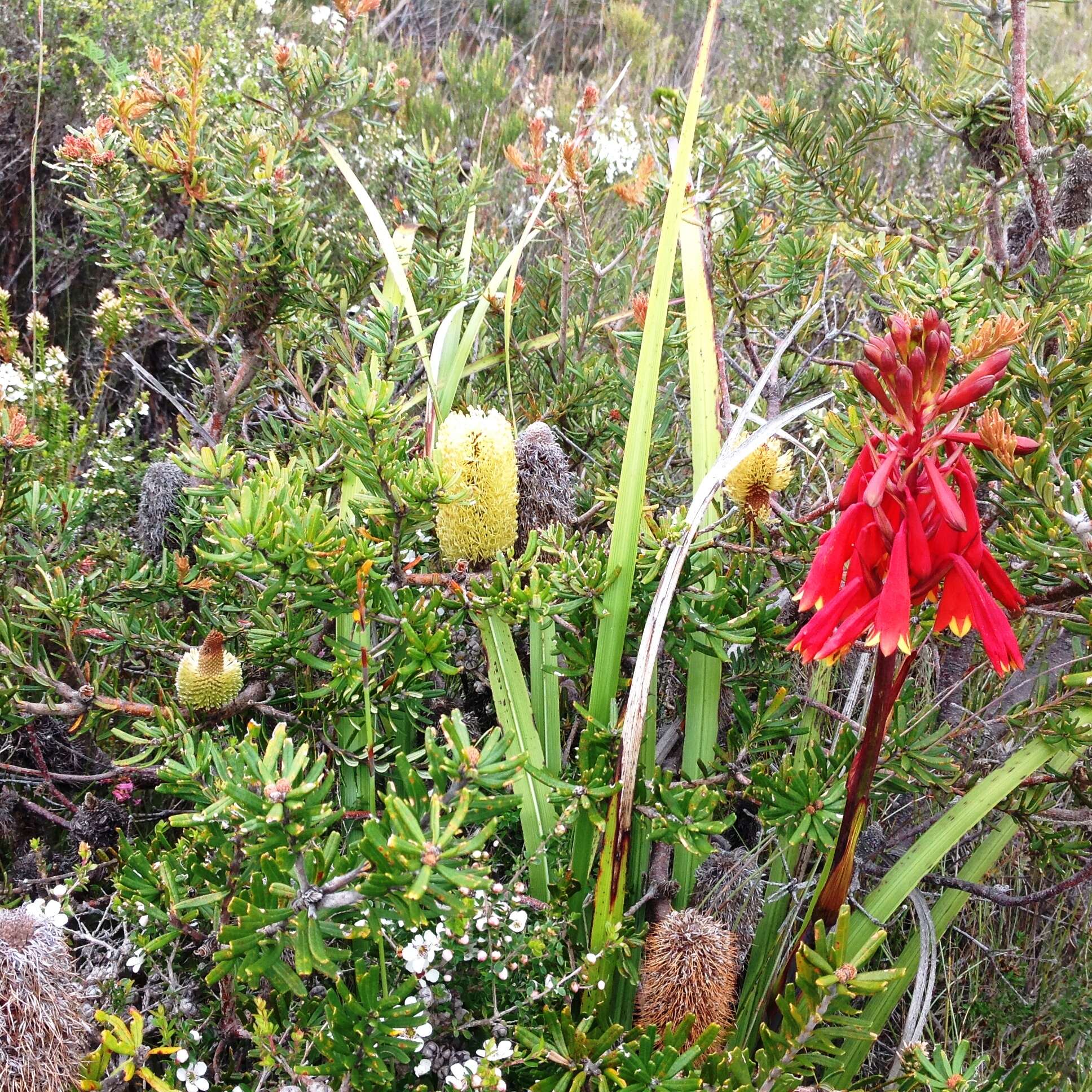 Imagem de Banksia marginata Cav.