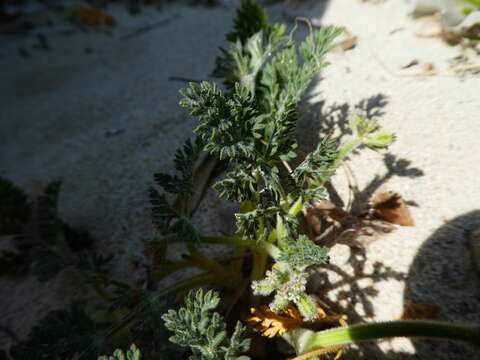 Daucus pumilus (L.) Hoffm. & Link resmi