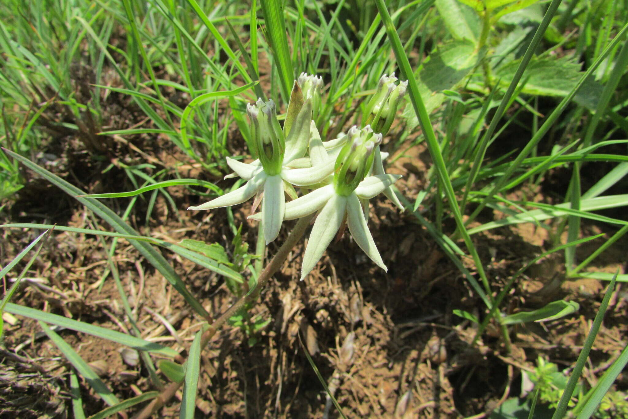 Image of Large turret flower