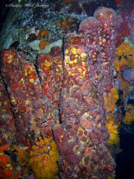 Image of convoluted barrel sponge