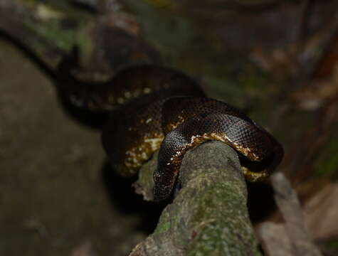 Image of New Guinea Tree Boa