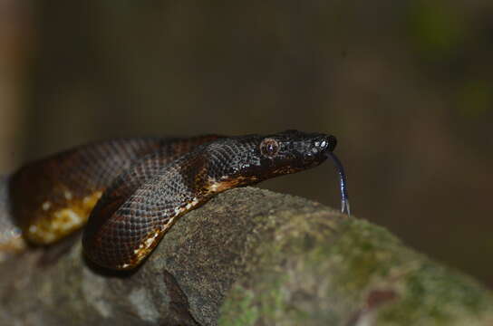 Image of New Guinea Tree Boa