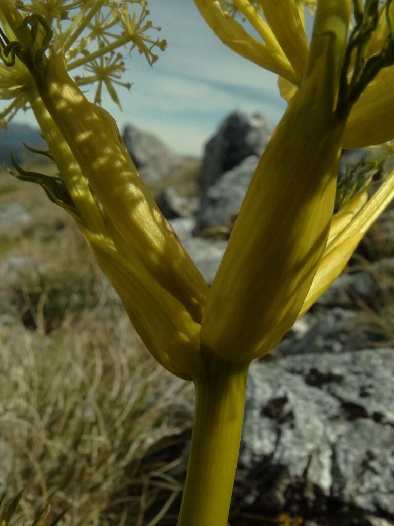 Image of Aciphylla multisecta Cheeseman