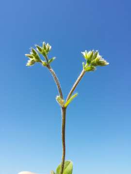 Image of sticky chickweed