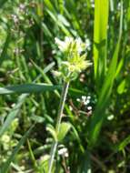 Image of sticky chickweed