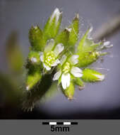 Image of sticky chickweed