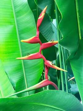 Image of Heliconia rauliniana Barreiros