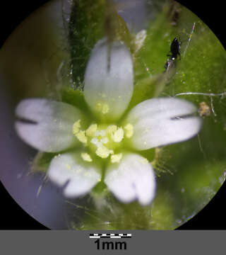 Image of sticky chickweed