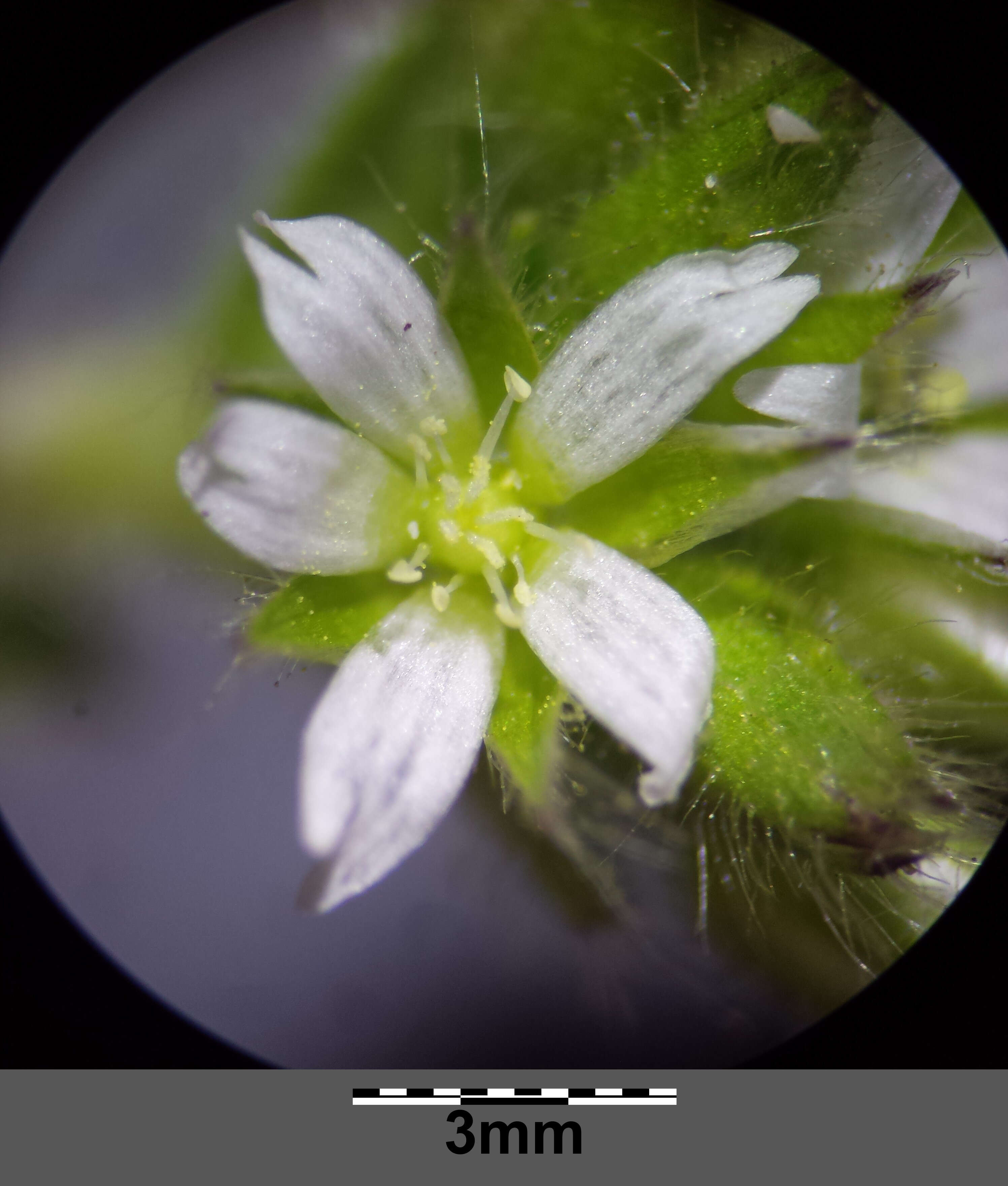 Image of sticky chickweed