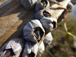 Image of Striped barnacle