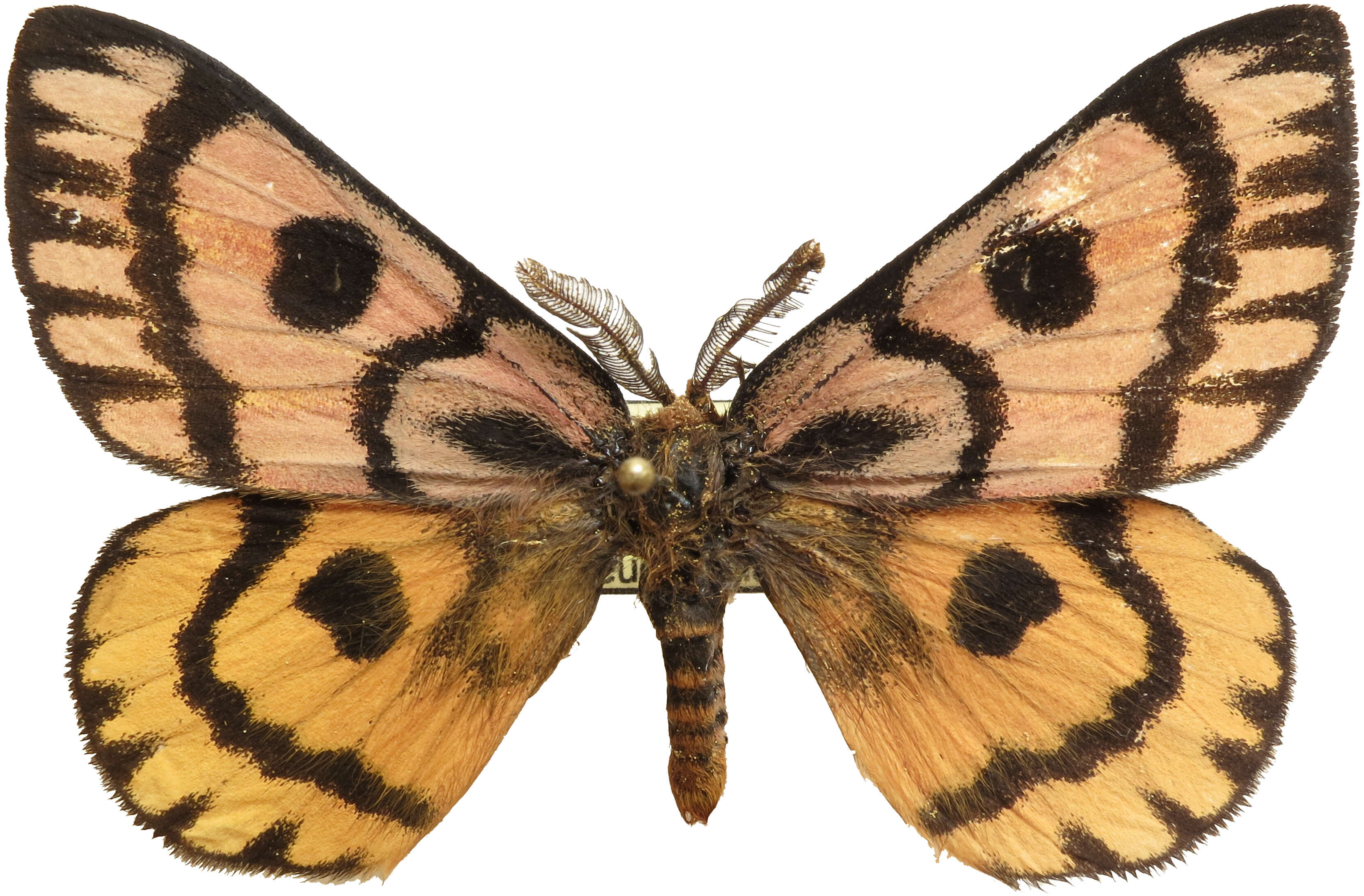 Image of Western Sheepmoth