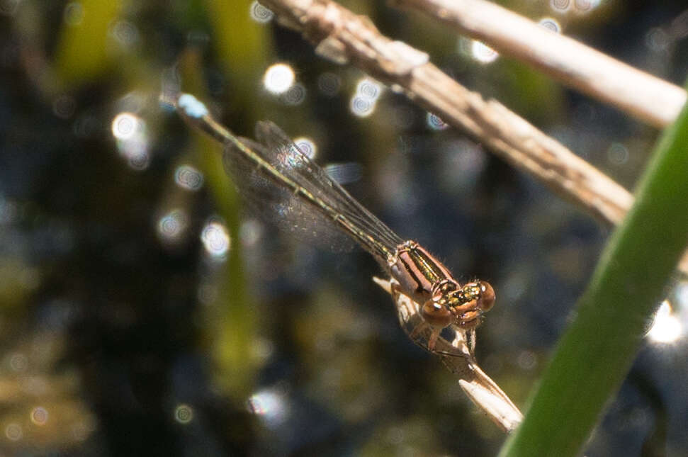 Image of Black-fronted Forktail