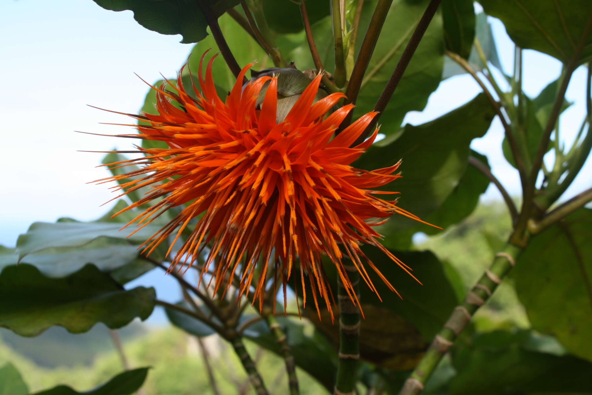 Image of burr daisytree