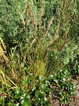 Image of Tufted Hair-grass