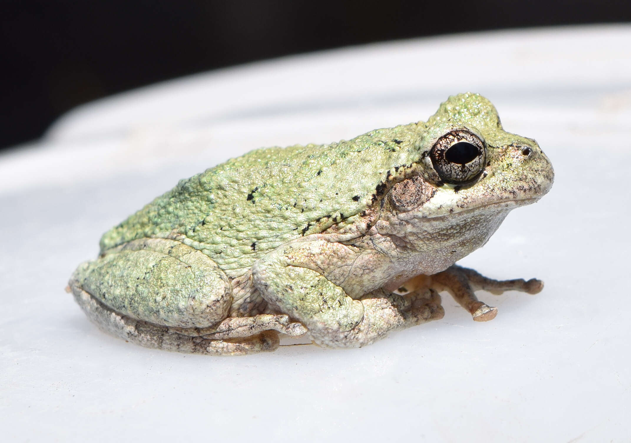 Image of Cope's Gray Treefrog