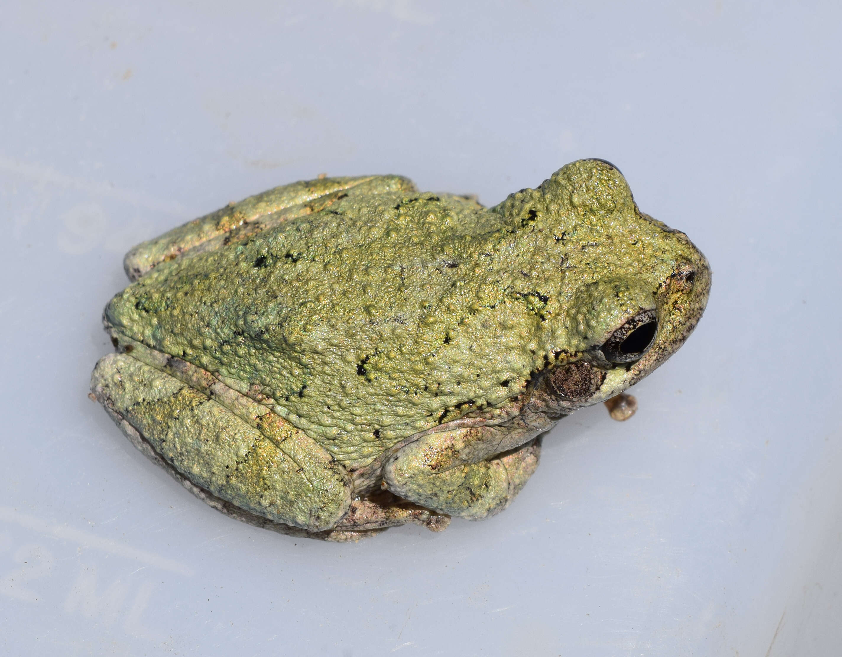 Image of Cope's Gray Treefrog