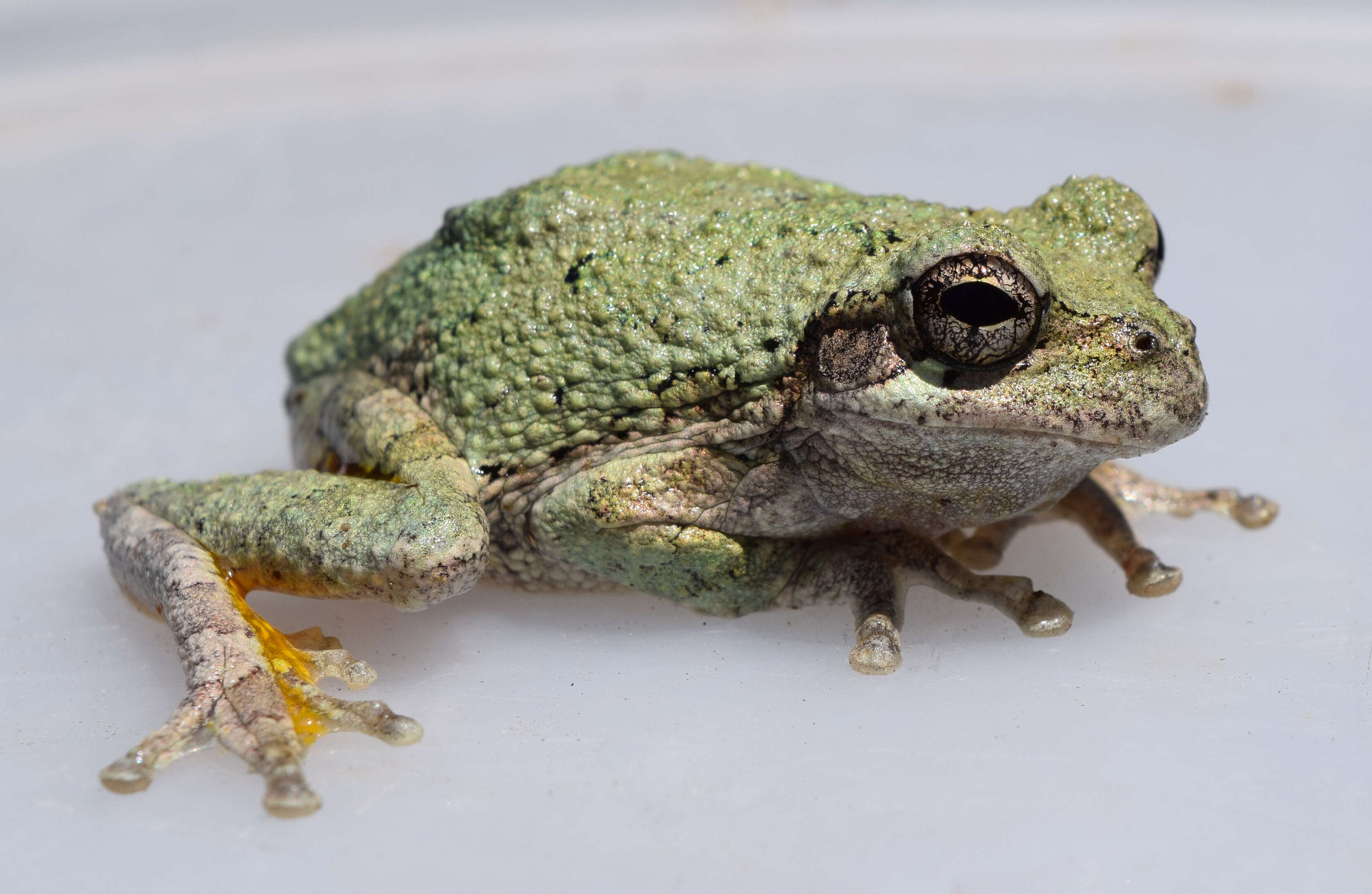 Image of Cope's Gray Treefrog