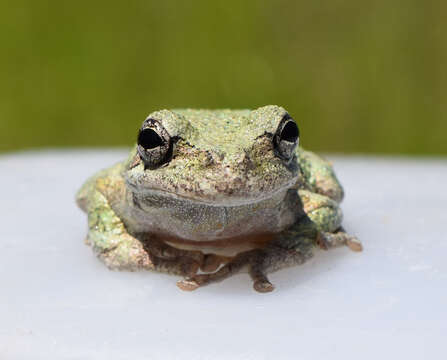 Image of Cope's Gray Treefrog