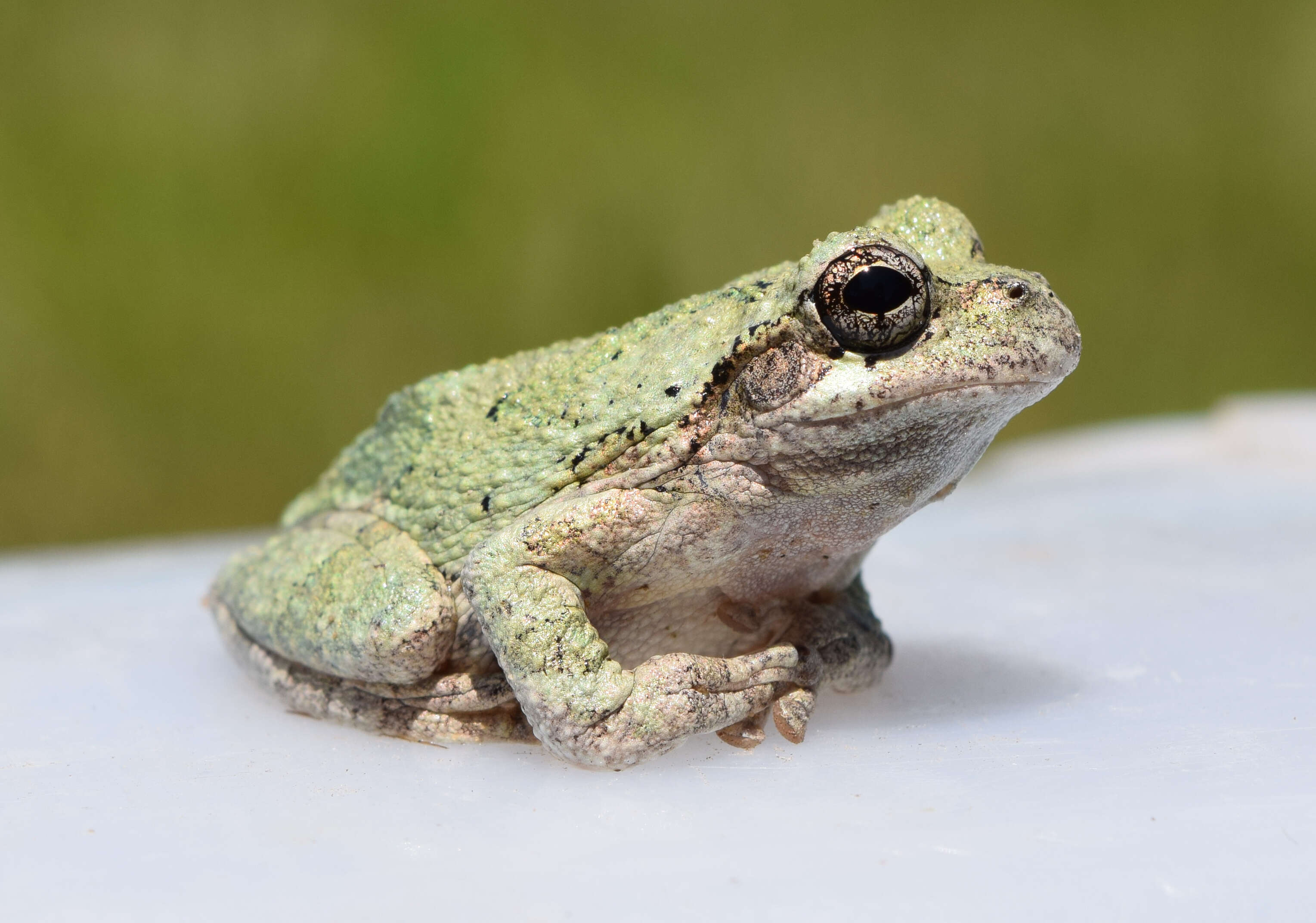 Image of Cope's Gray Treefrog