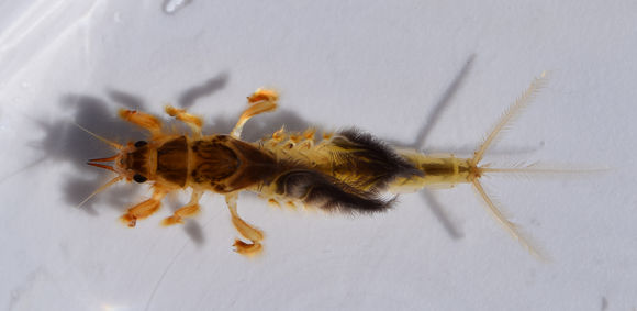 Image of Hexagenia Mayfly