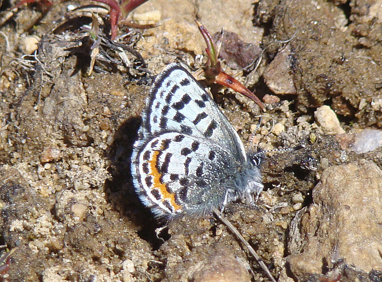 Image of Square-spotted Blue