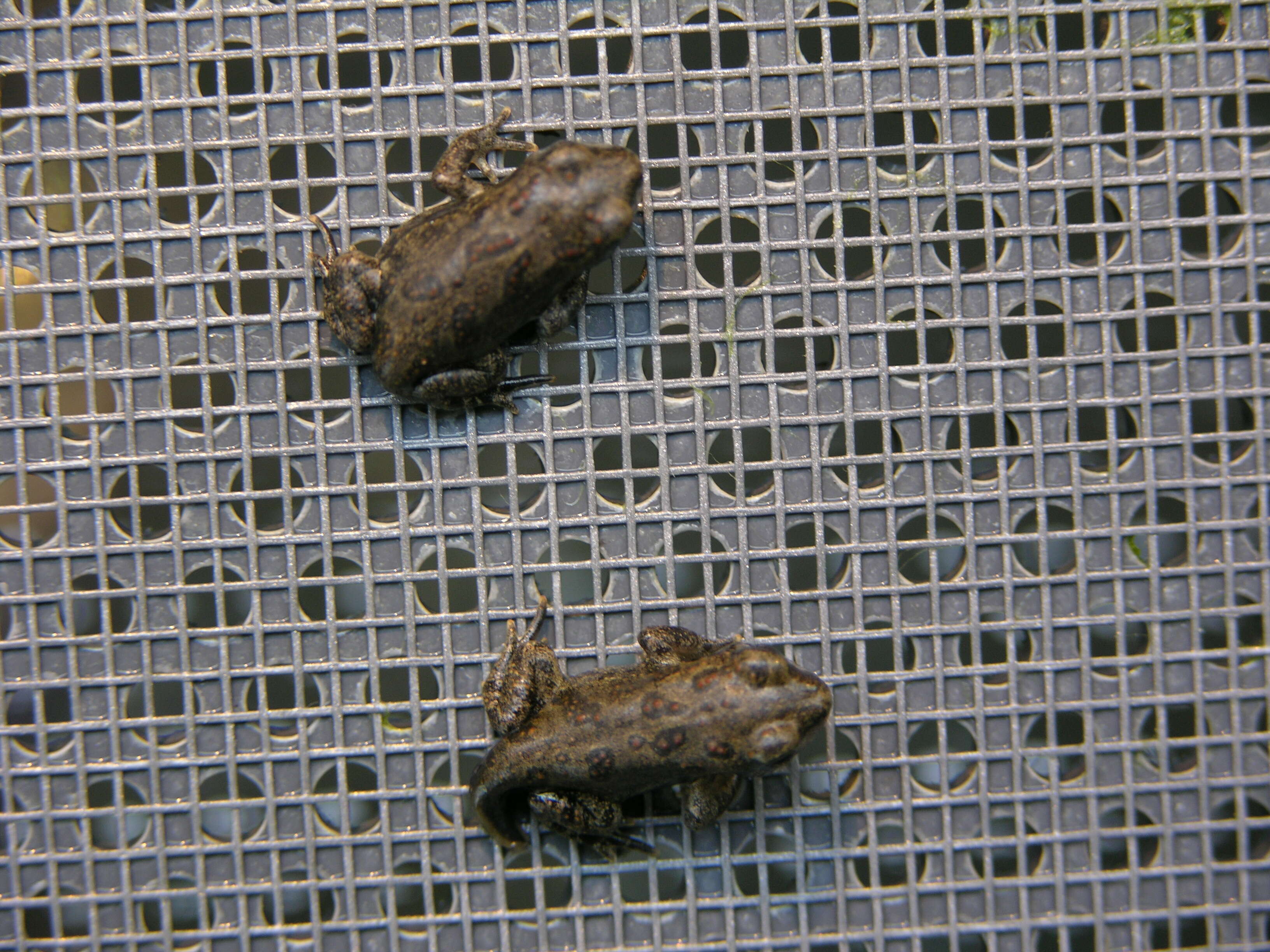 Image of Baxter's Toad