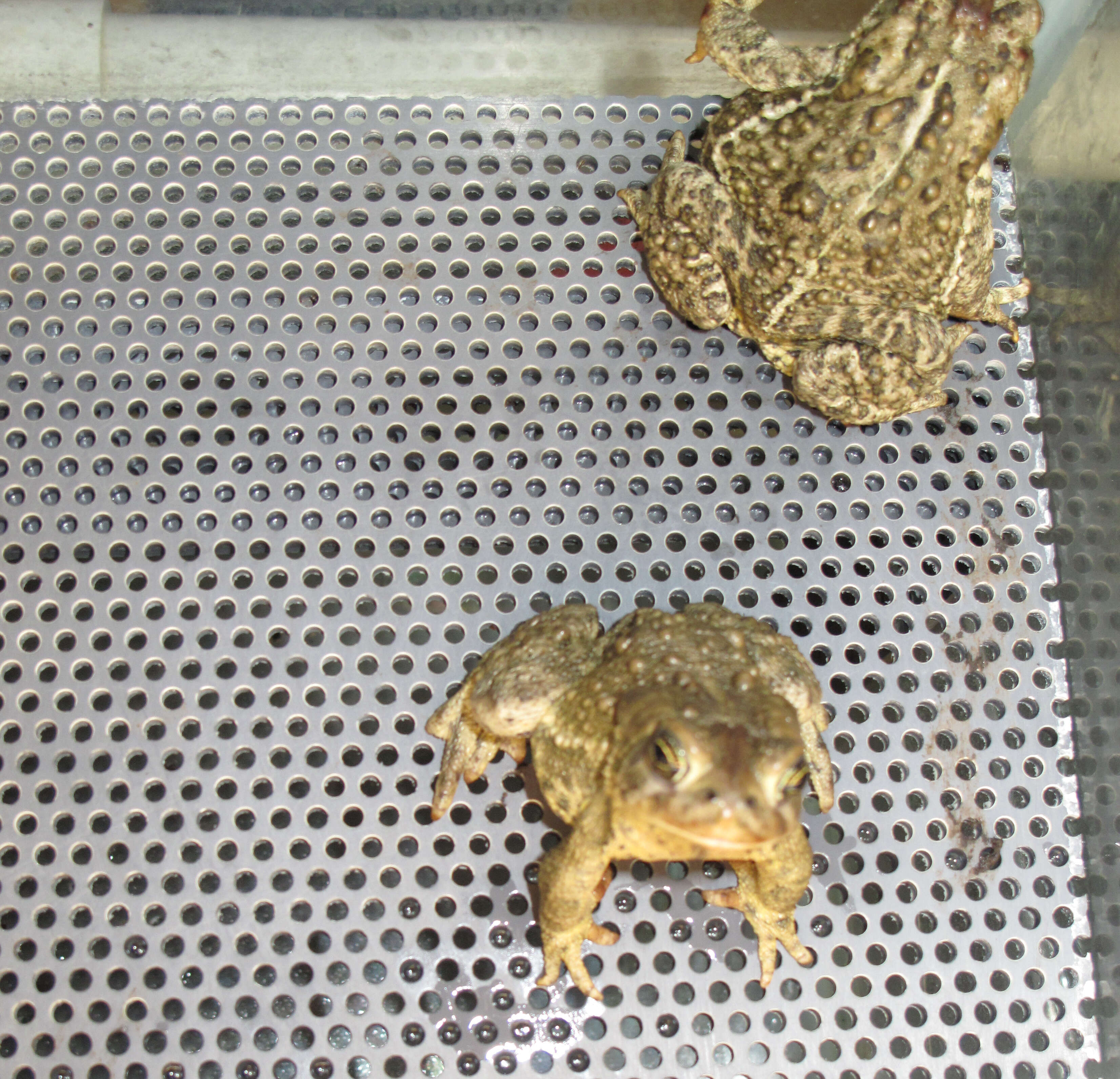 Image of Baxter's Toad