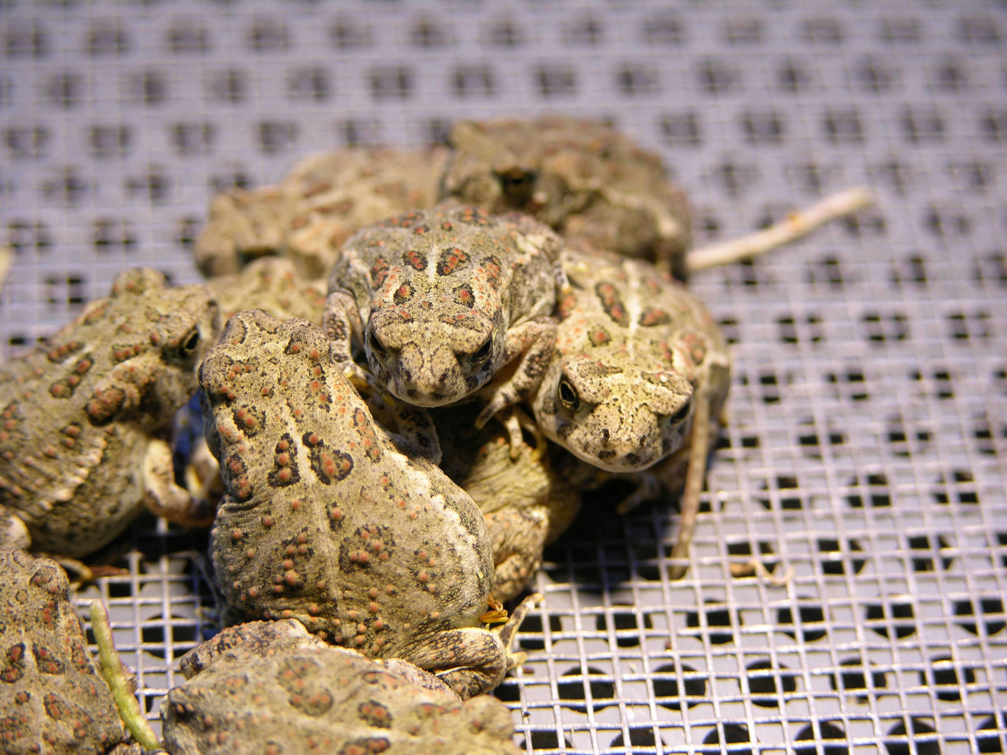 Image of Baxter's Toad