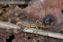 Image of Tityus ocelote Francke & Stockwell 1987