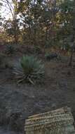 Image of Agave inaequidens K. Koch