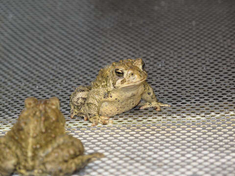 Image of Baxter's Toad