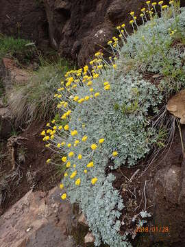 Image of Helichrysum montanum DC.