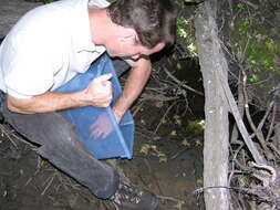 Image of Baxter's Toad