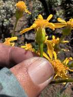 Image of Gander's ragwort